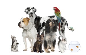 Pets: dogs, cats, birds, fish, bunnies