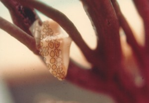 Salt Cay snail