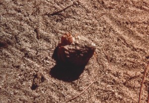 Salt Cay hermit crab