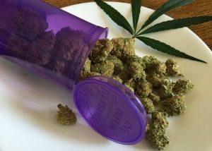 Cannabis