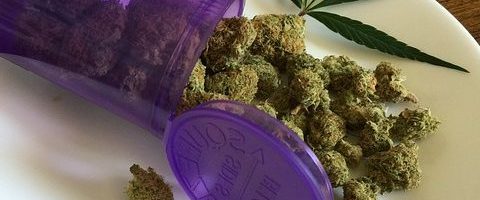 Cannabis