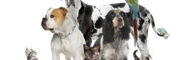 Pets: dogs, cats, birds, fish, bunnies