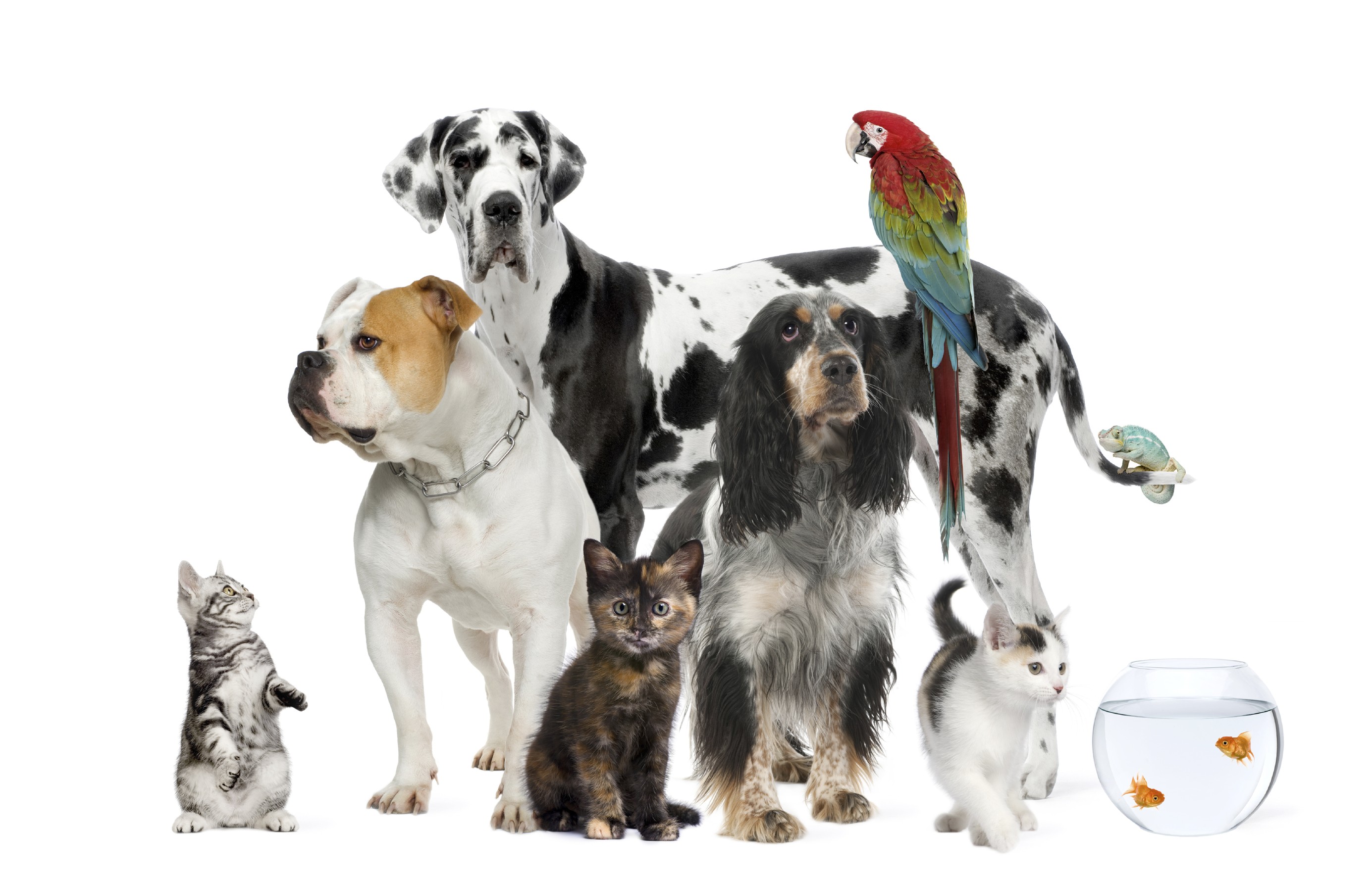 Pet Stories - Retrospect Pet Stories - Retrospect