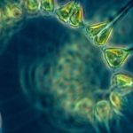 Phytoplankton