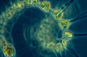 Phytoplankton