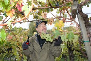 Picking grapes