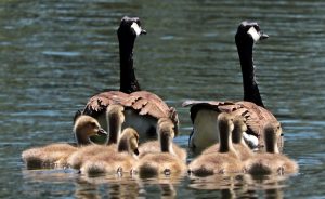 Goose family