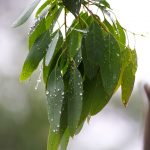 rain on eucalyptus