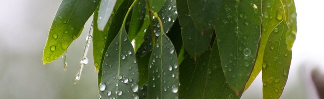 rain on eucalyptus